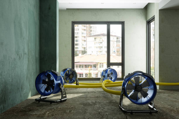 Best Basement water damage restoration  in Lasalle, IL